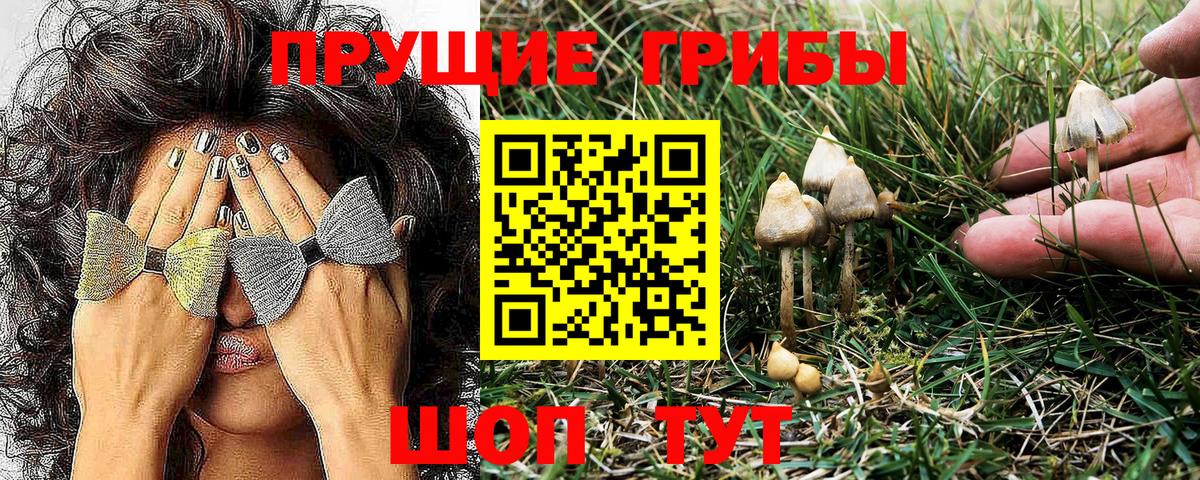 Галлюциногенные грибы Psilocybe Михайловка